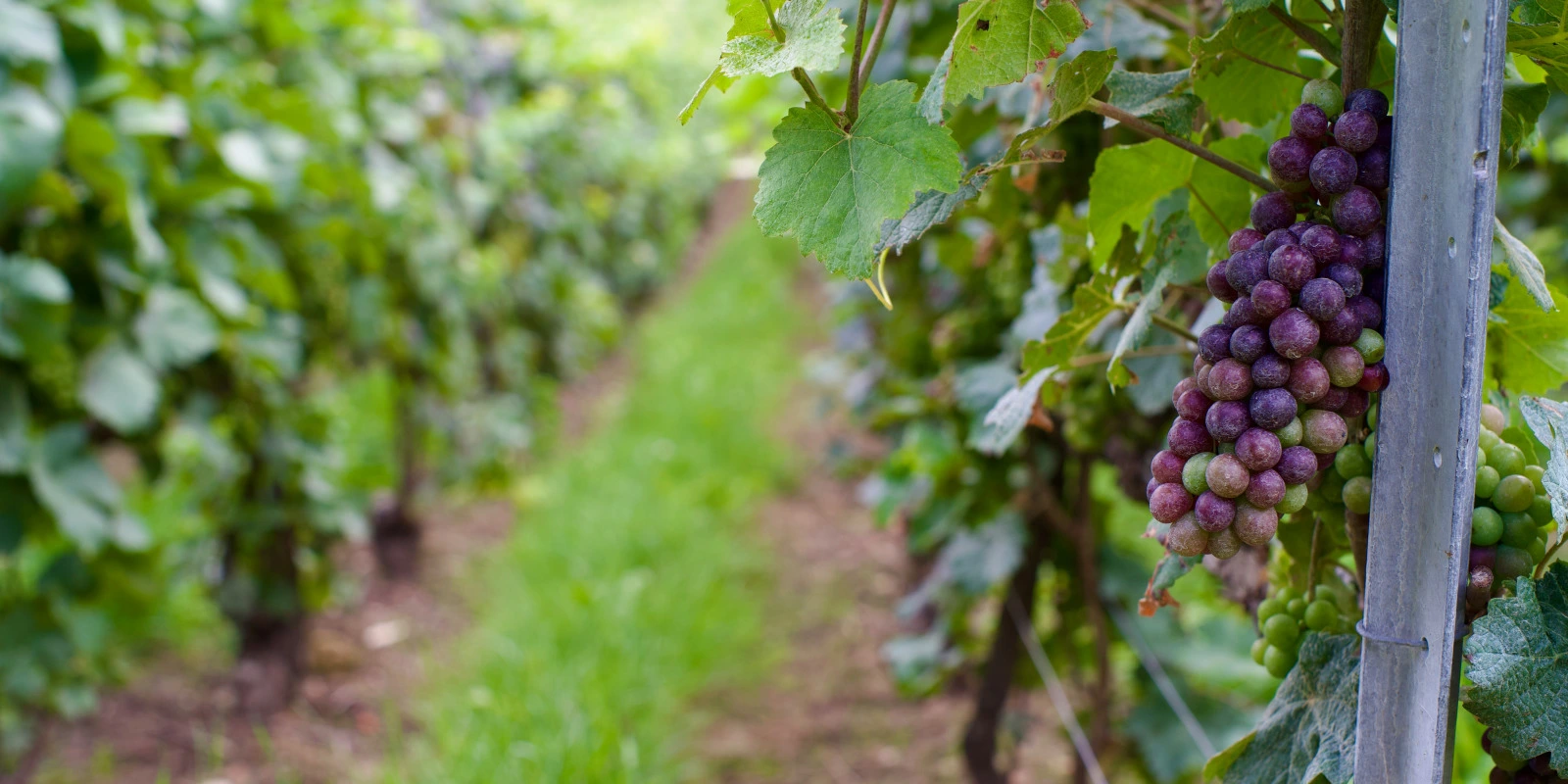 Formation Licence Entrepreneur de Spectacle : Parcours