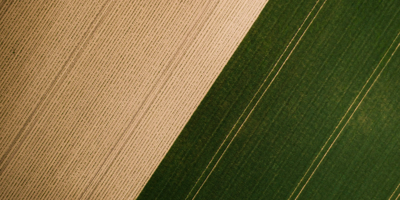 Licence AS (Arts du Spectacle) : Que Faire Après ? Licence AS (Arts du Spectacle) : Que Faire Après ?