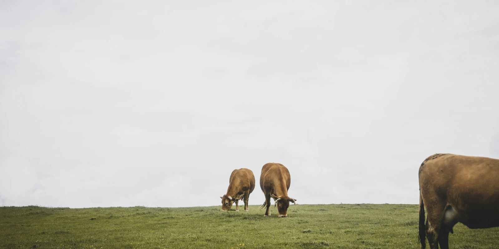 Spectacle Vivant : Licence et Régulations